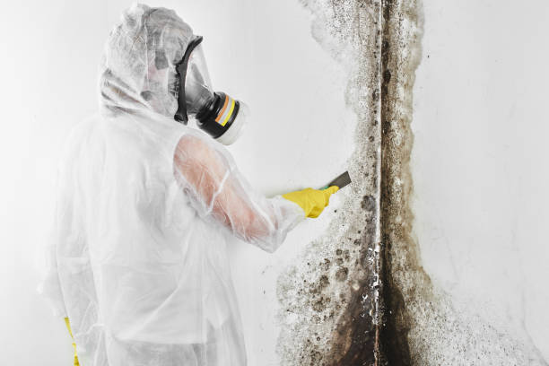 Best Residential Mold Removal  in Standish, MI