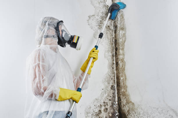 Professional Mold Removal in Standish, MI