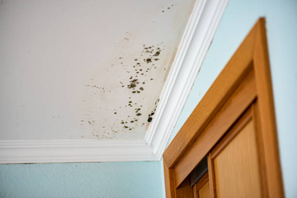 Best Office Mold Removal Services  in Standish, MI