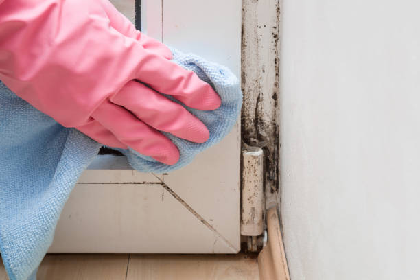 Attic Mold Removal in Standish, MI